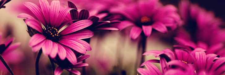 shinesmiley_'s profile banner image