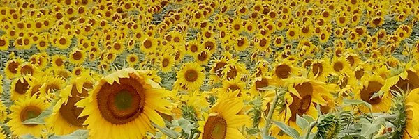 CoiratP Profile Banner