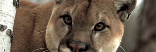 Pumahopes Profile Banner