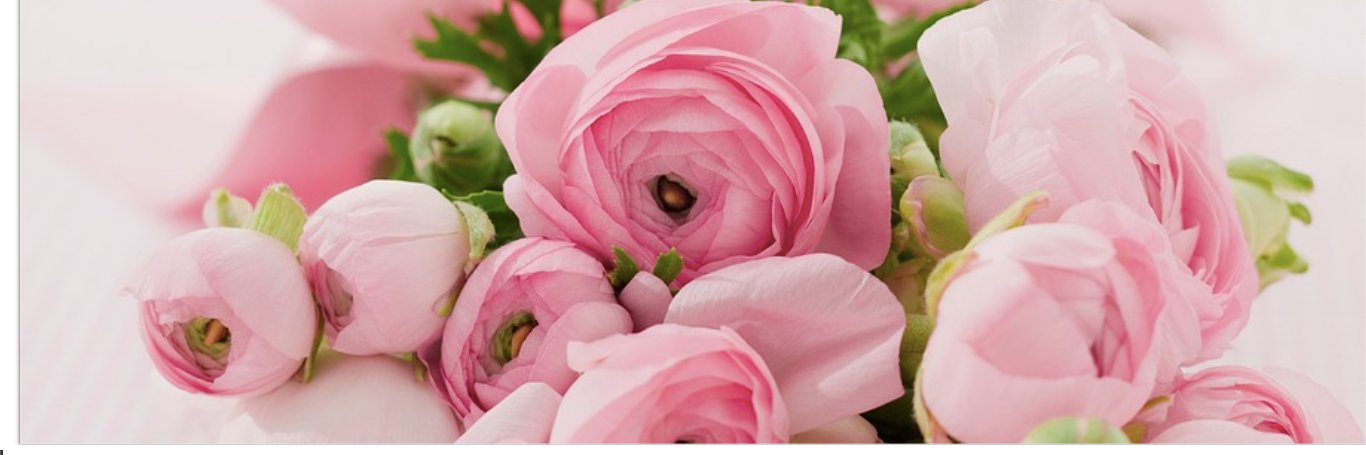 D.B.🌸's banner