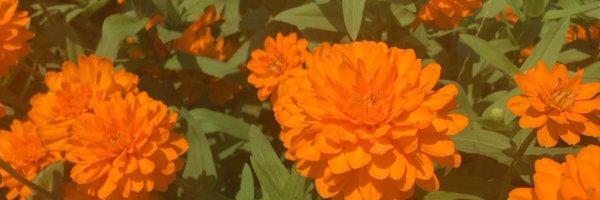 montanawolf18 Profile Banner