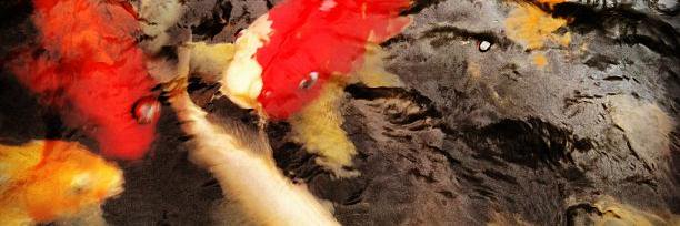 Deb Winneberger banner