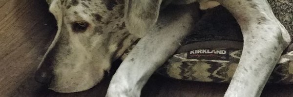 MsBrennickELA Profile Banner