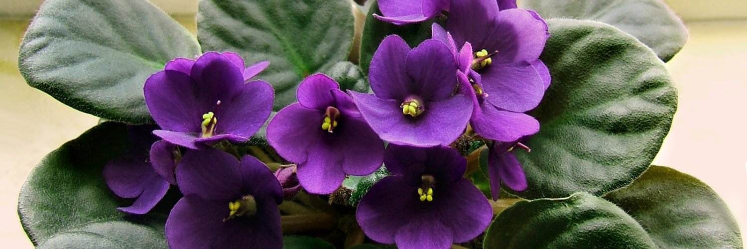 Columbia (MD) Alumnae Chapter banner