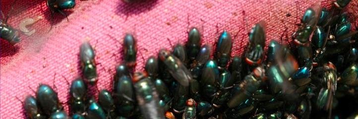 forensicbugsNY's profile banner image