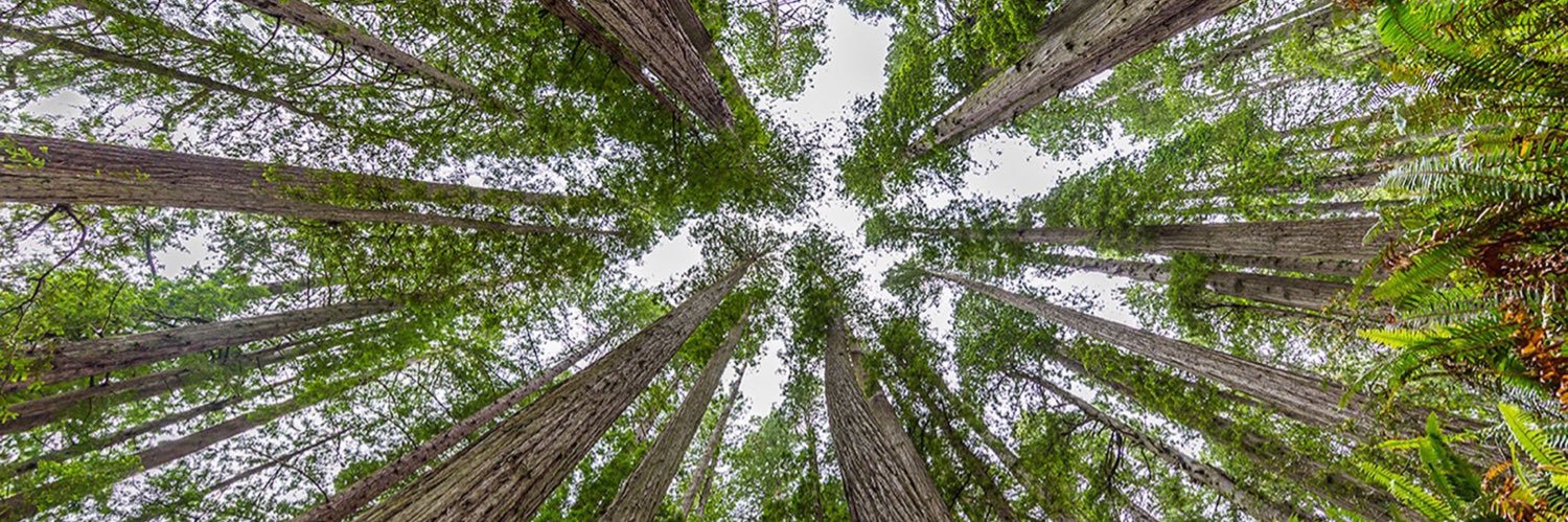 coniferarum's profile banner image