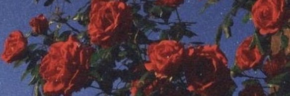 _noctvrnal's profile banner image