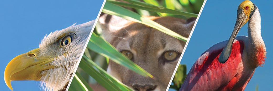 ImagesByWatson banner