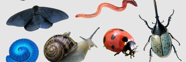 pink centipede banner