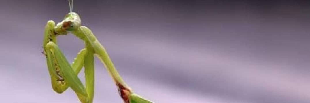 PatrickOlwit's profile banner image