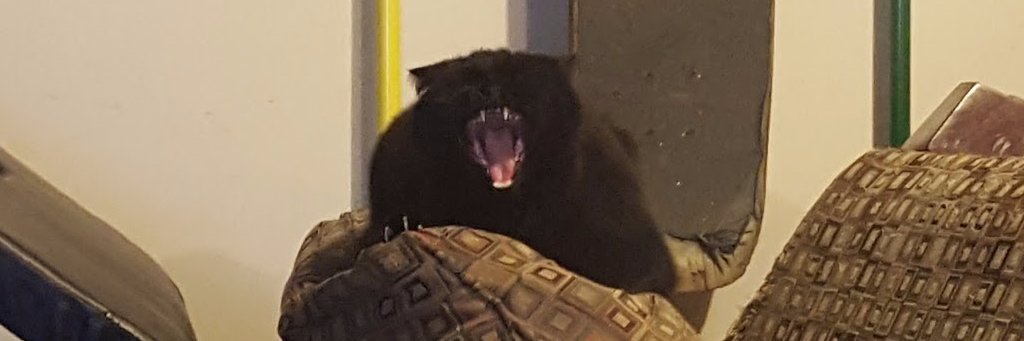 ktcorby's profile banner image