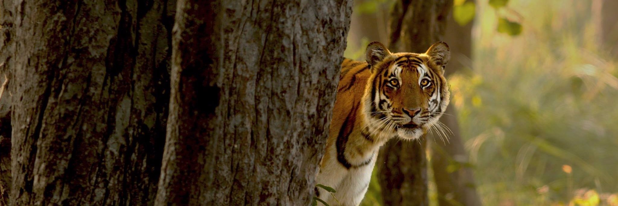 tolresorts's profile banner image