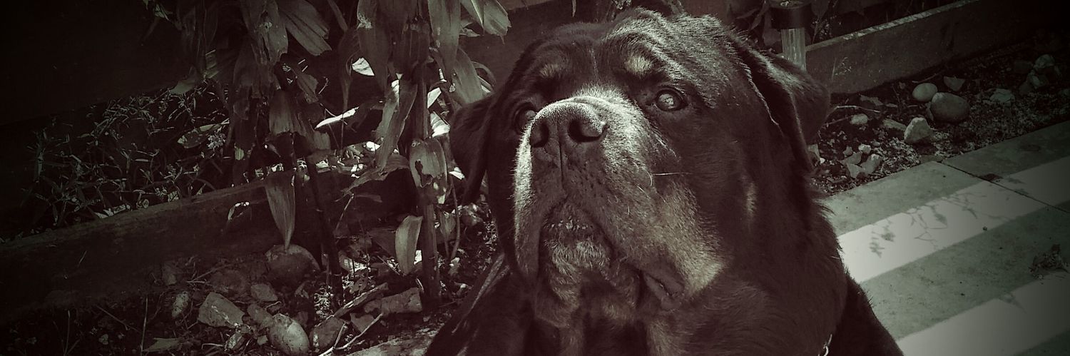 BruceSingers's profile banner image