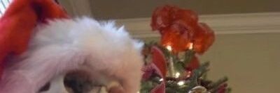 子盒黑📼💤 banner