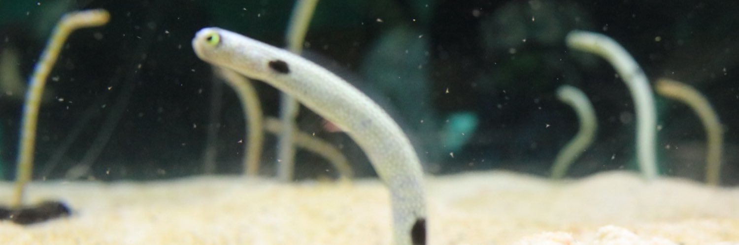 ちはや@ギルド横浜関内コンカフェ banner