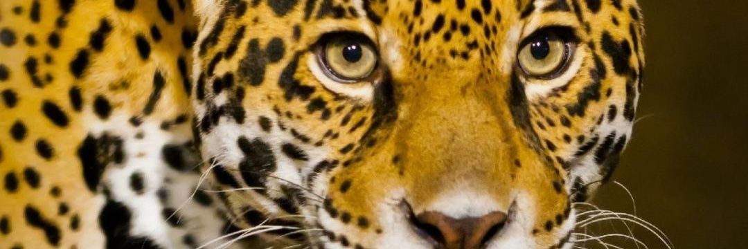 Tiger209E's profile banner image