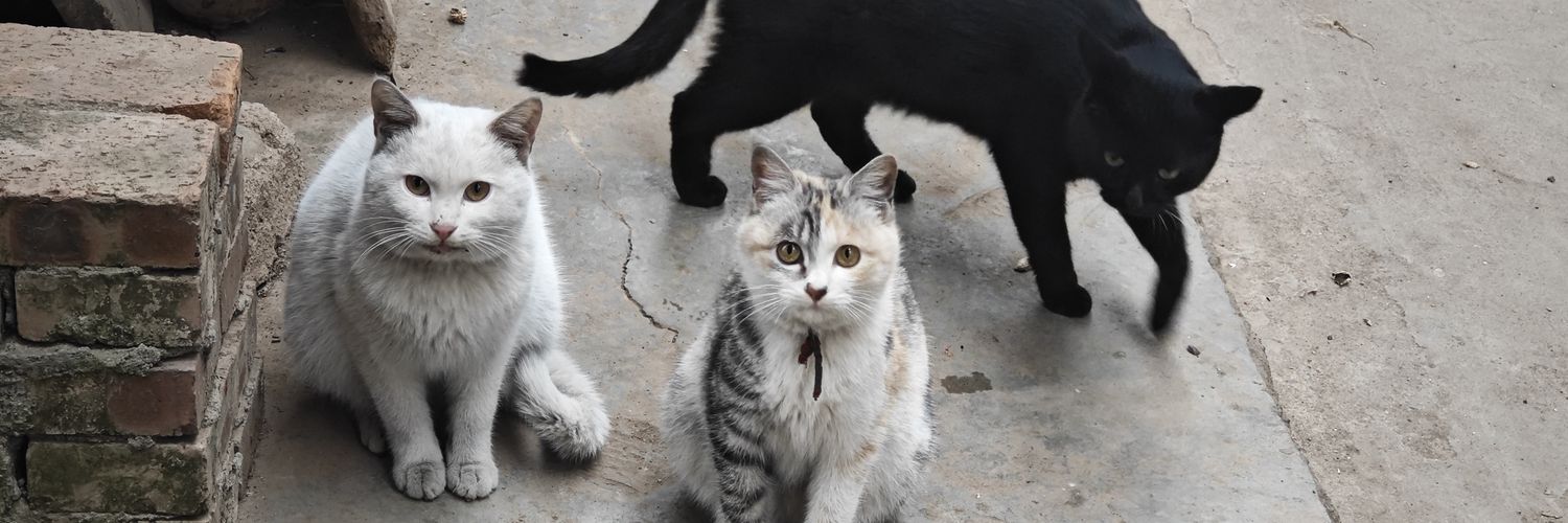 獾郎单推（Jeff） banner