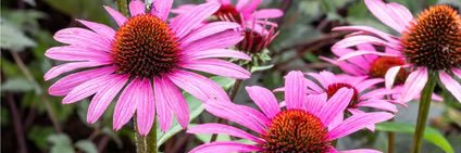 Marloes Letteboer banner