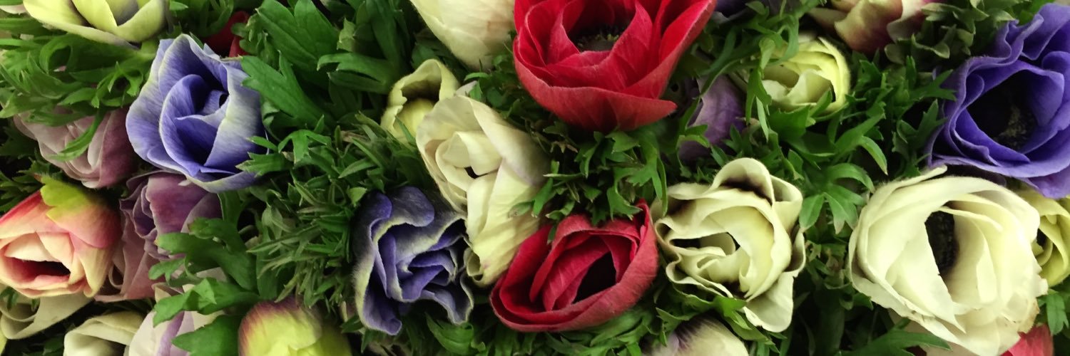 FlowervisionNG2's profile banner image