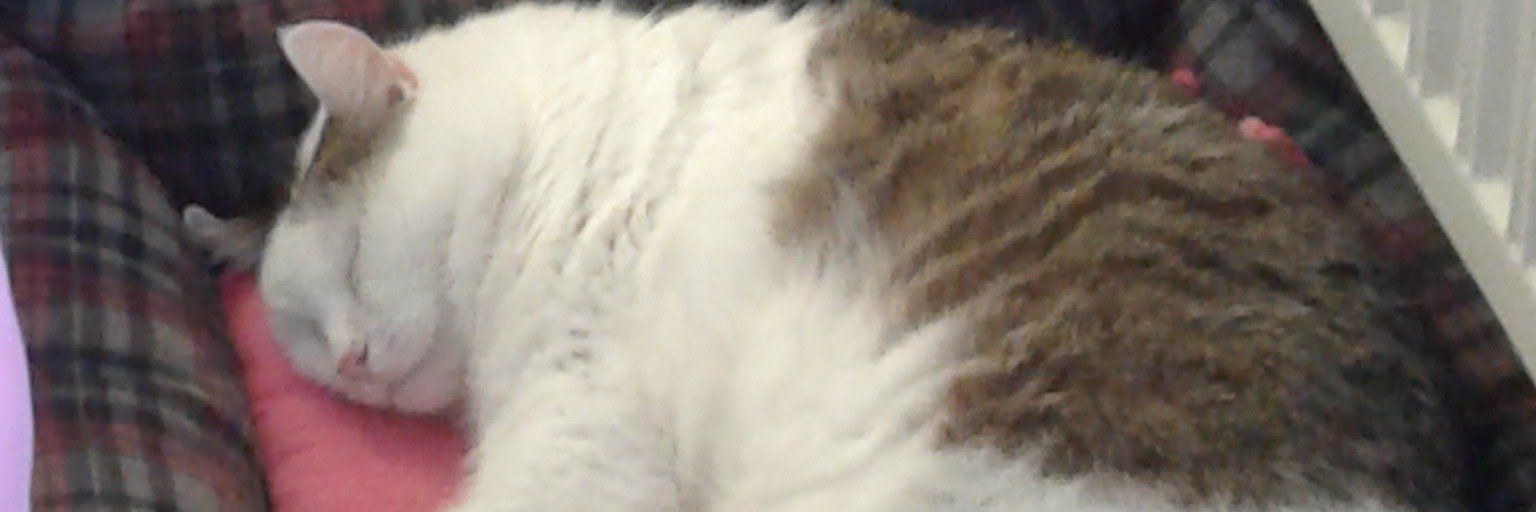 ensete's profile banner image