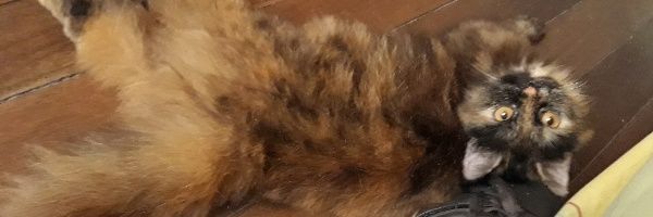 johnneilcuales's profile banner image