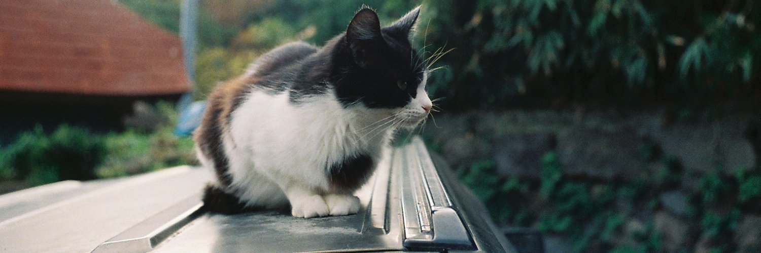 Rune 🎑🌕 banner