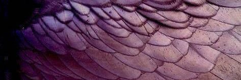 duda ᵃˡᵗ banner