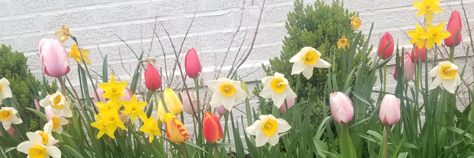 Stephanie Behne banner