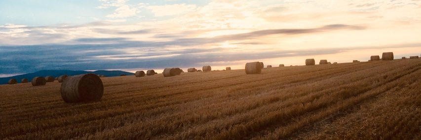Dr Maria D. Ryan banner
