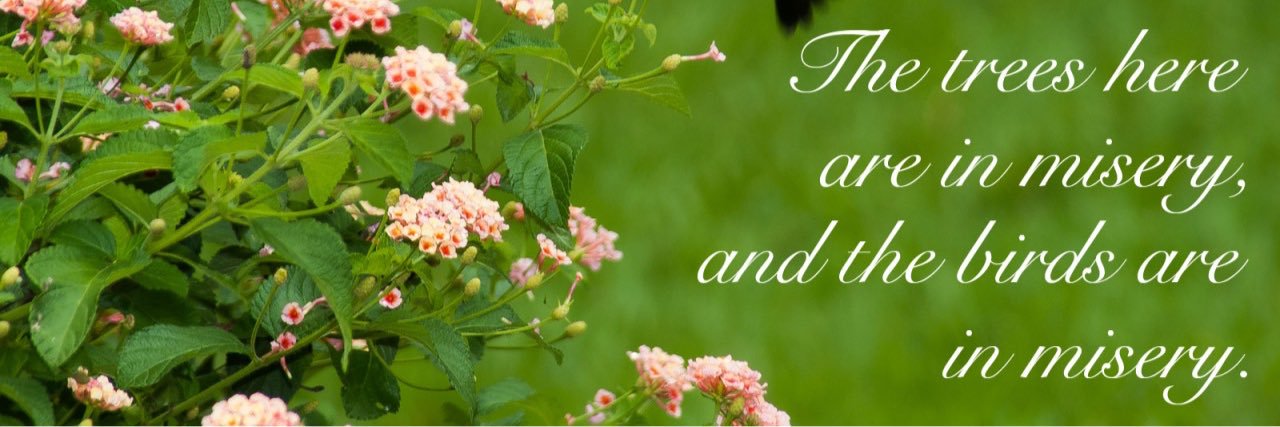 Alaina Gougoulis banner