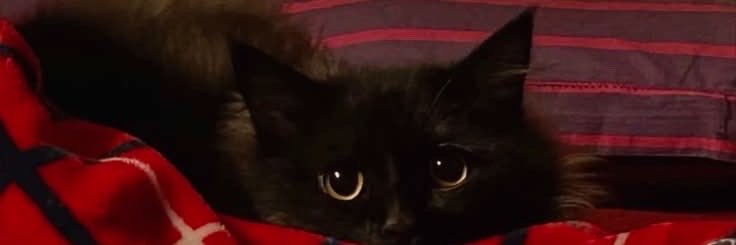 ruonaqn's profile banner image