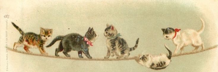 Catnip's banner