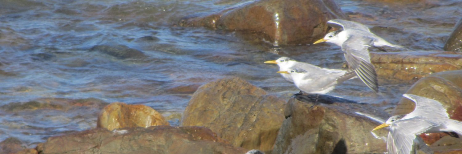 LoneBreJ's profile banner image