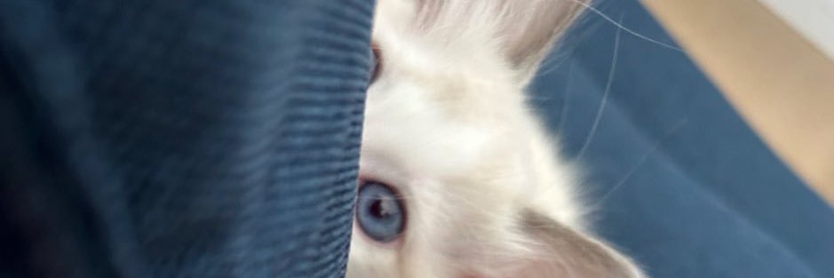えな🐈🐈‍⬛ banner