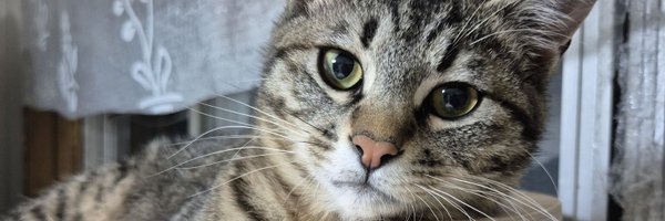 dgu_cat Profile Banner