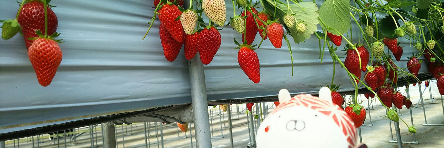 meguTeddy's profile banner image