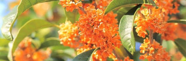 🌸みさ🌸ROM banner