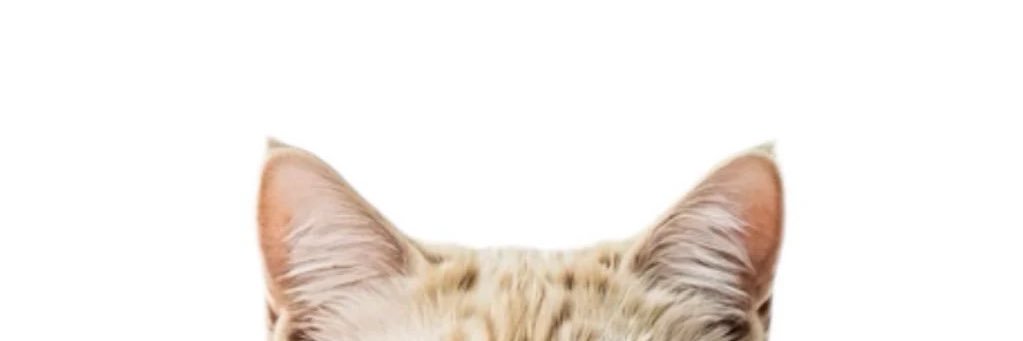 jules ౨ৎ banner