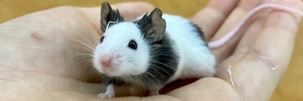 0ta9mouse's profile banner image