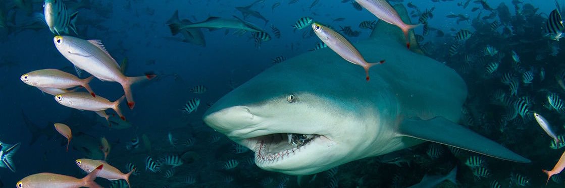 Total Bullshark (Joey)'s banner