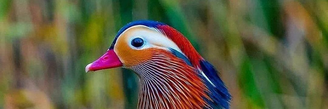 JhanduTweet's profile banner image