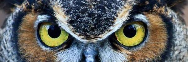 Owl🦉 banner