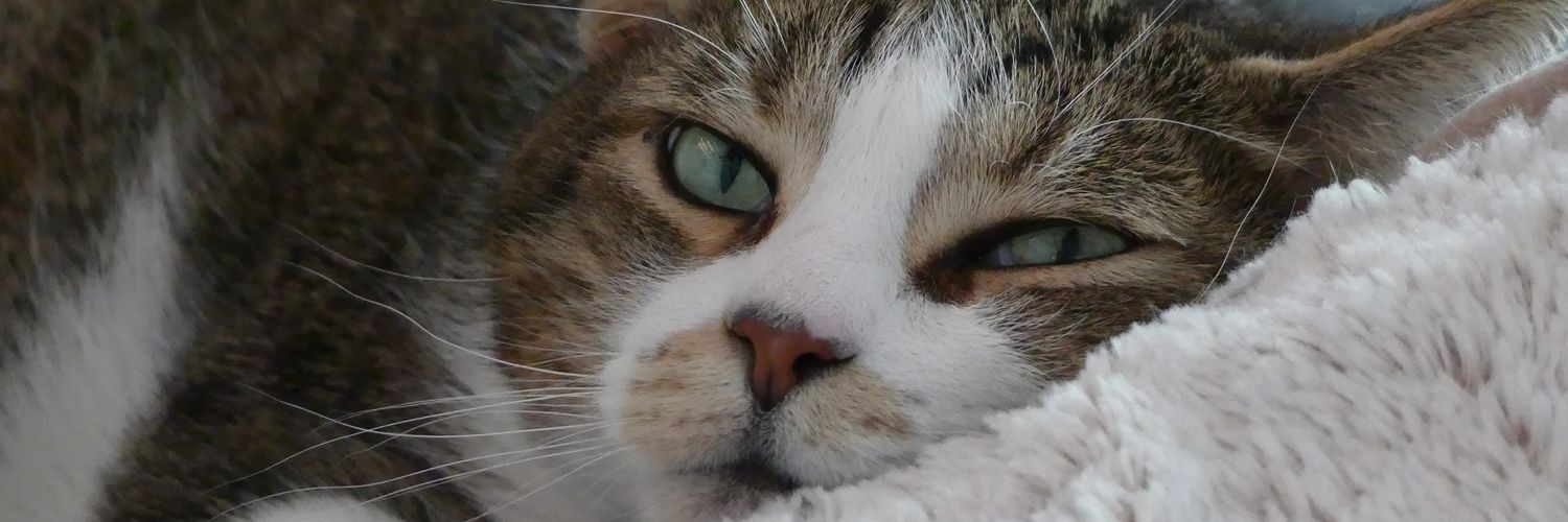 Sabine VG BCK Ⓥ🌻🇺🇦🐾🪶 banner