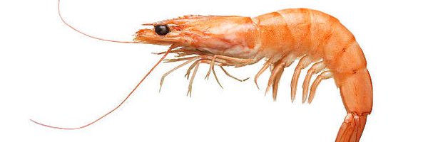 LangoPrawn Profile Banner