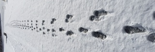 sharptalons's profile banner image