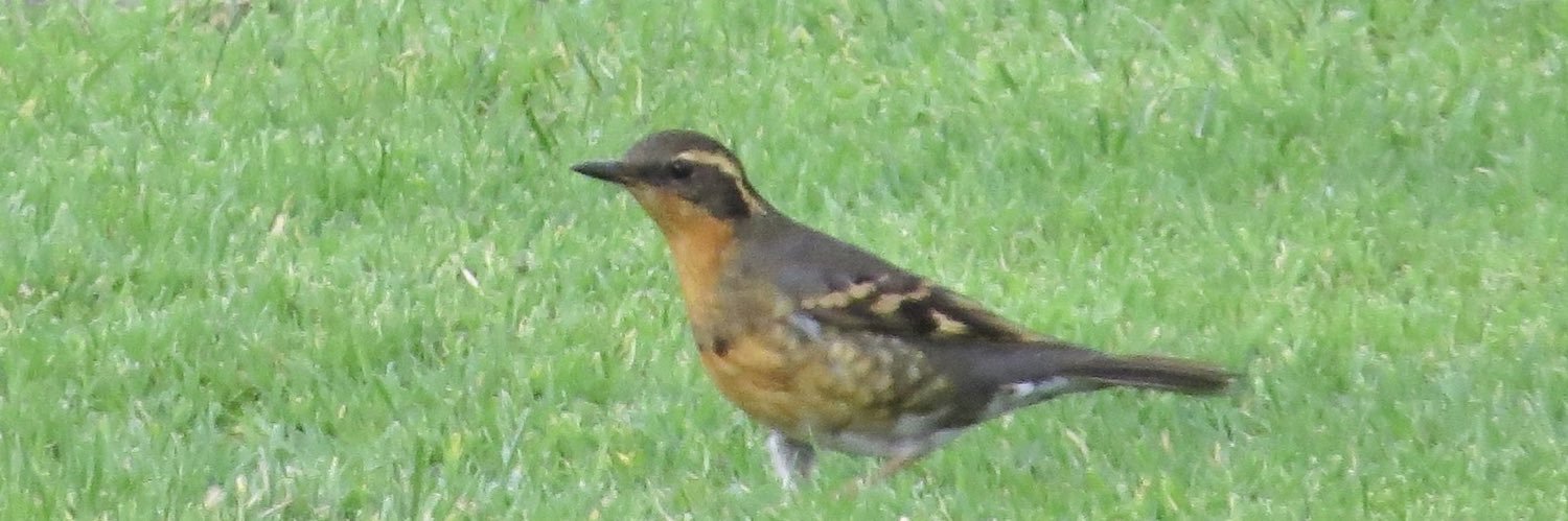 Paul Cashmore banner