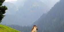 Kashif Mahmood banner