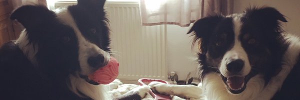 ReformerDog2 Profile Banner