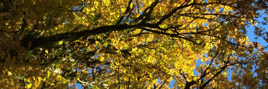 jenny_walden's profile banner image