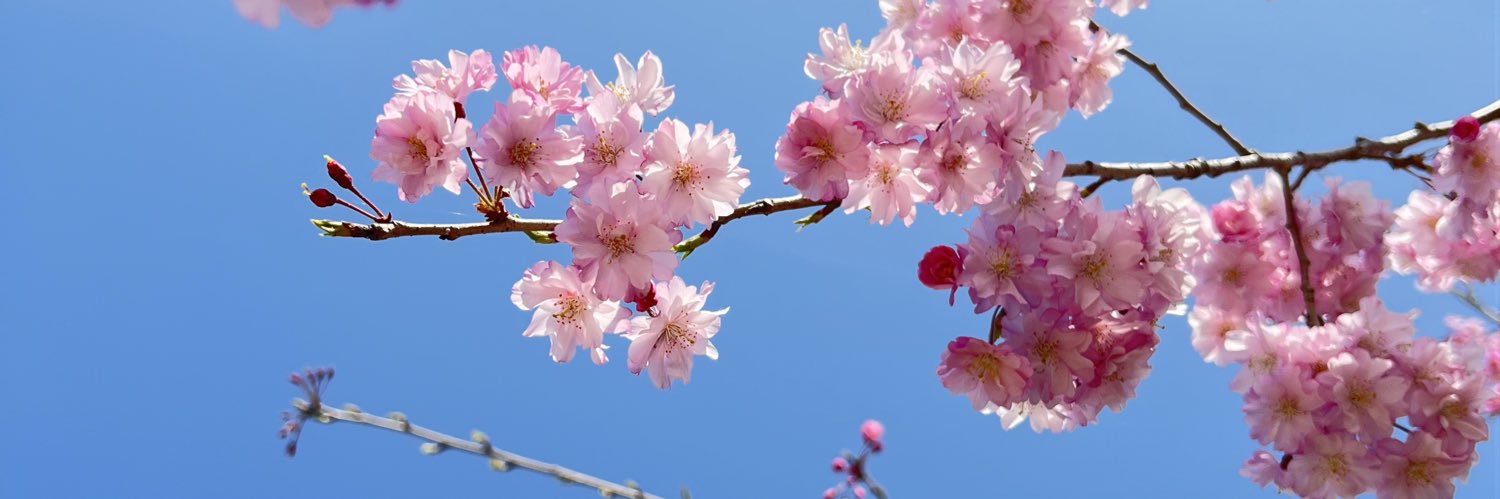 toroimoko's profile banner image